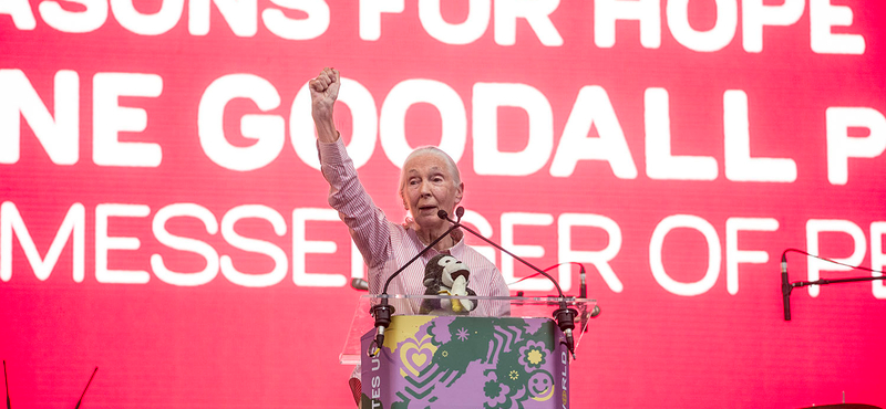 Jane Goodall: „Néhány politikus viselkedése a hím csimpánzokéra emlékeztet”