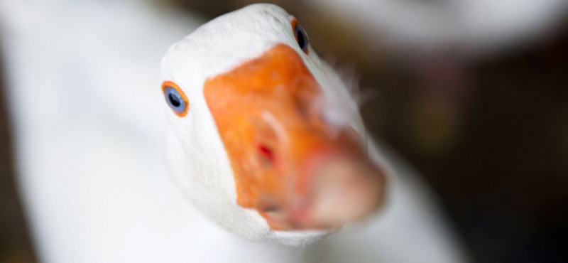 A kacsa helyett már a liba az új ünnepi fogás