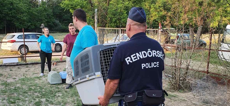 Még a rendőröknek is sok volt a szenvedő kutyák látványa
