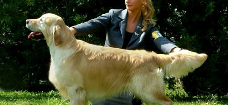 Miért élnek kevesebb ideig a golden retrieverek?