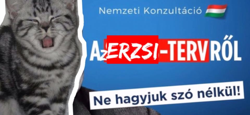 A közösségi média kedvenc macskája ismét állást foglalt politikailag