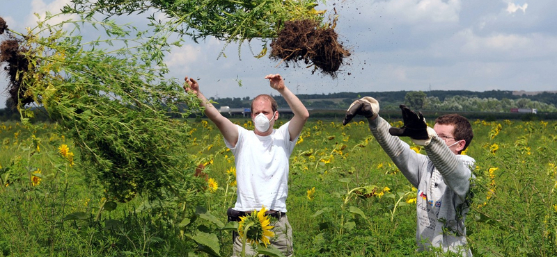Nyakunkon a parlagfű: az allergiások napközben ne nyissanak ablakot