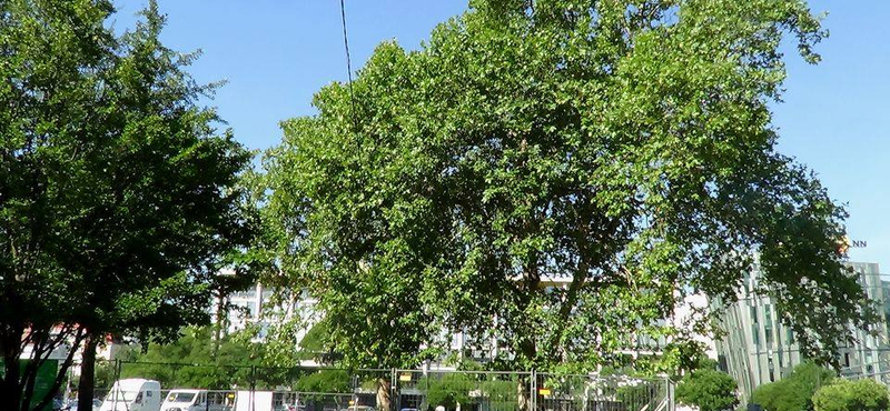 Újabb faátültetés a Városligetben