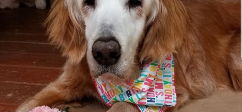 Hihetetlen kort ért meg a világ legidősebb golden retrievere