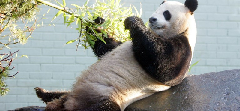 Megöli a pandaromantikát a láthatósági mellény használata