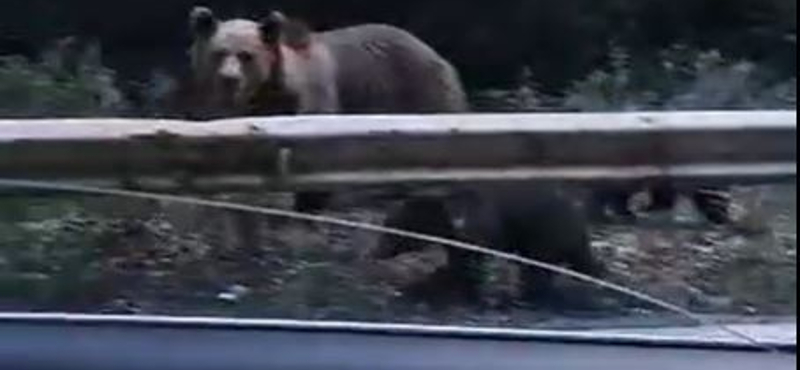 Videón, ahogy három medve sétál a Nógrád megyei Cered közelében