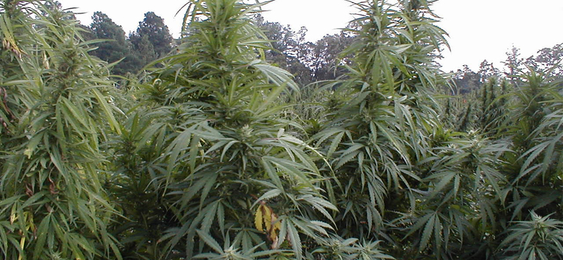 Nevadában is legalizálták a marihuánát. Egymilliós hétvégi adóbevétel