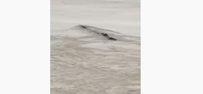 Kiábrándító magyarázat van a kínai „Loch Ness-i szörnyre”