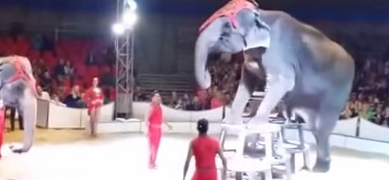Szívfacsaró videó egy nézők közé esett cirkuszi elefántról
