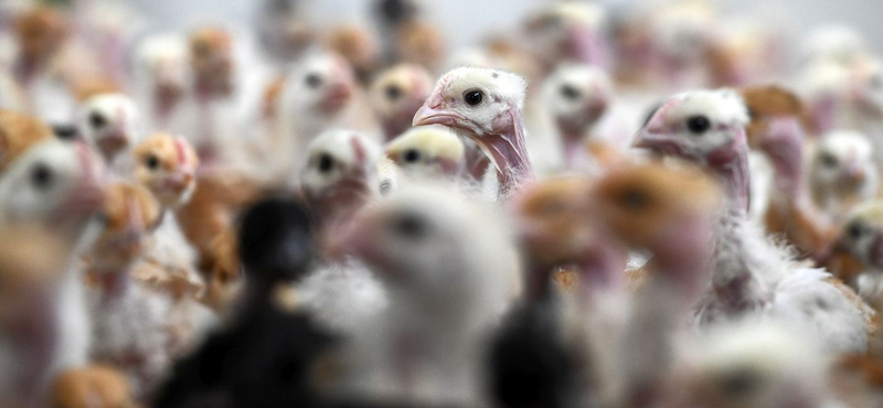 Takarmánybűnözők ellen emeltek vádat Bács-Kiskun megyében