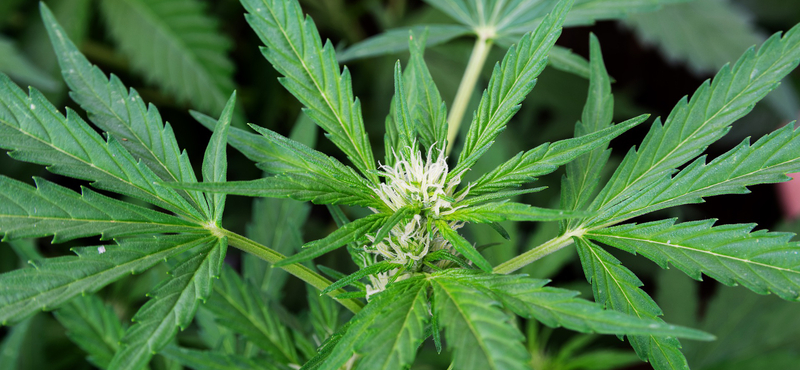 Megdőlt egy tévhit a kannabiszról: a placebo pont ugyanannyira hatásos a fájdalomcsillapításban