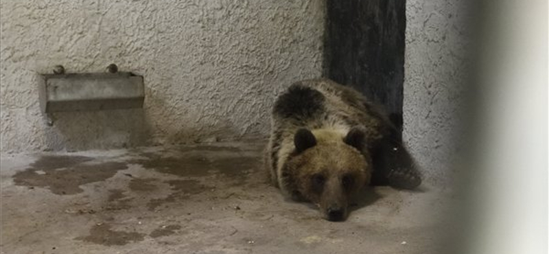 "Mi van, medve?!" – hajnalban Miskolcon megint medvét láttak