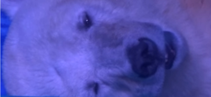 Az egész internet a depressziós jegesmedvét siratja, pedig segíteni lehetne – ide kattintson!