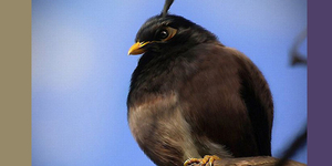 Real life Angry Birds Real life Angry Birds